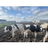 Image 3 : Wavy Lake Farming Co. - 635# Holstein Steers - 15 Head (Heisler, AB)