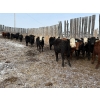 Image 3 : Ron Holmes - 677# March Delivery Heifers - 41 Head (Cochrane, AB)
