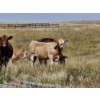 Image 3 : Logan Brothers (Rod, Barry & Bruce) - 675# October Delivery Heifer Calves - 80 Head (Oyen, AB)