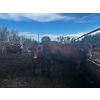 Image 10 : Chris Bartel - 1075# July Delivery Steers - 55 Head (Fort Vermilion, AB)