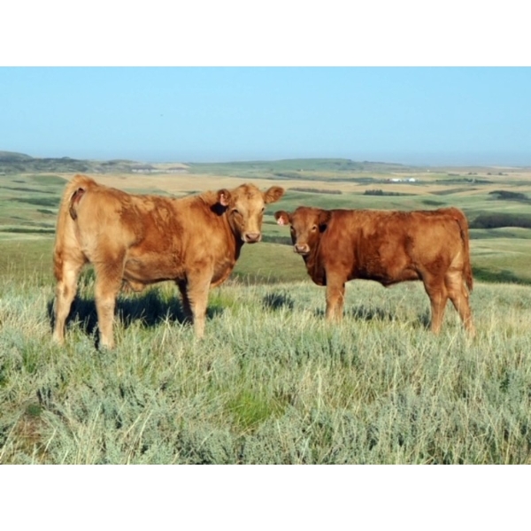 Indian Springs Land & Cattle - 600# October Delivery Heifer Calves - 90 Head (Hussar, AB)