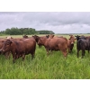 Image 4 : Tyton Farms Ltd. - 960# September Delivery Grass Heifers - 65 Head (Birtle, MB) VBP+