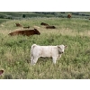 Image 7 : Lindy Greig  - 550# Sept/Oct Delivery Steer Calves - 37 Head (Nanton, AB)
