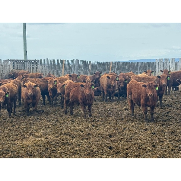 Breault Ranching Ltd. - 585# May Delivery Steers - 48 Head (Ste. Rose, MB) VBP+