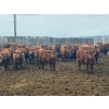 Image 1 : Breault Ranching Ltd. - 585# May Delivery Steers - 48 Head (Ste. Rose, MB) VBP+