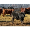 Image 1 : Sand Creek Enterprises - 925# February Delivery Steers - 55 Head (Rosemary, AB)