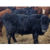 Image 6 : Rusty Myskiw - 665# February Delivery Steers - 55 Head (Marquette, MB)