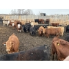 Image 2 : Rice Farms - 950# April Delivery Steers - 180 Head (Lacombe, AB)
