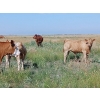Image 9 : Johnson's Hwy 36 Farm - 620# Steer Calves - 100 Head (Vauxhall, AB) 