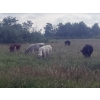 Image 7 : Ramage Land & Cattle - 550# November Delivery Steer Calves - 65 Head (Fairlight, SK) VBP+