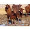 Image 3 : Hebert Livestock Ventures - 725# March Delivery Heifers - 128 Head (Wawota, SK) VBP+