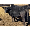 Image 9 : Jarokosky Farms - 800# March/April Delivery Heifers - 40 Head (Lethbridge, AB)