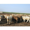 Image 6 : LZ Farms Inc. - 910# August Delivery Steers - 55 Head (Kyle, SK)