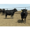 Image 6 : Hegedys Ranching - 970# May Delivery Steers - 160 Head (Acme, AB)