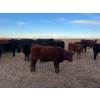 Image 5 : EJB Ranch - 540# November Delivery Steer Calves - 80 Head (Maple Creek, SK)