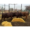 Image 2 : Prairie Ridge Ranch - 3 Mature Cows (Pen 150)