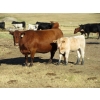 Image 5 : Douglass Cattle Co. - 540# Heifer Calves - 95 Head (Finnegan, AB)