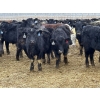 Image 10 : Hegedys Ranching - 825# January Weaned Steers - 300 Head (Acme, AB)