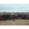 Image 5 : Redline Livestock - 550# November Delivery Steer Calves - 100 Head (Didsbury, AB)