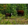 Image 7 : Burkholder Ranch - 525# October Delivery Steer Calves - 110 Head (Burns Lake, BC)