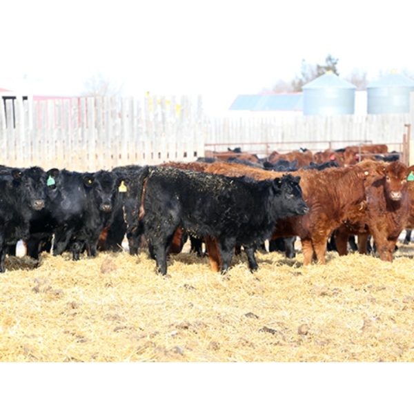 Right Cross Ranch - 700# February Delivery Heifers - 85 Head (Kisbey, SK)