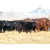 Image 1 : Right Cross Ranch - 550# February Delivery Heifers - 85 Head (Kisbey, SK)