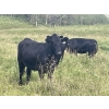Image 9 : John Bland - 975# September Delivery Grass Heifers - 120 Head (Rimbey, AB)