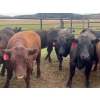 44  Jason and Robin Hanna  985 September Delivery Grass Steers  122 Head (Diamond Valley, AB)