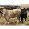 Image 4 : Justin Tateson - 925# March Delivery Steers - 68 Head (Scandia, AB)