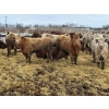 Image 2 : Birch Island Land & Cattle - 1050# April Delivery Steers - 171 Head (Rhein, SK)
