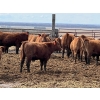 Image 9 : Hillcrest Farming Co. - 760# April Delivery Steers - 80 Head (Dundurn, SK)