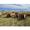 Image 7 : John Bland - 860# September Grass Heifers - 125 Head (Rimbey, AB)