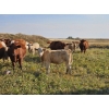 Image 4 : Logan Brothers (Rod, Barry & Bruce) - 710# October Delivery Steer Calves - 80 Head (Oyen, AB)