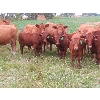 Image 5 : Mebs Ranch - 675# Steer Calves - 115 Head (Broadview, SK) VBP+