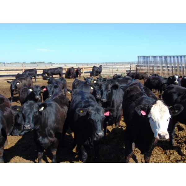 PSV Farms Ltd. - 890# July Delivery Heifers - 70 Head (Enchant, AB)
