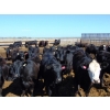 Image 1 : PSV Farms Ltd. - 890# July Delivery Heifers - 70 Head (Enchant, AB)