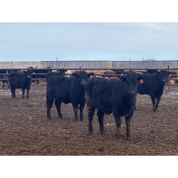 Hines Ranching Co. Ltd. - 1020# September Delivery Grass Heifers - 240 Head (Lloydminster, AB)