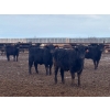 Image 1 : Hines Ranching Co. Ltd. - 1020# September Delivery Grass Heifers - 240 Head (Lloydminster, AB)