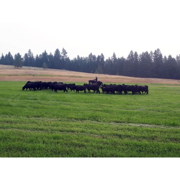 Wayhome Ranch - 625# November Delivery Steer Calves - 180 Head (Kamloops, BC)