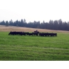Image 1 : Wayhome Ranch - 625# November Delivery Steer Calves - 180 Head (Kamloops, BC)