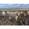 Image 6 : Cunningham Cattle Co. - 990# August Delivery Heifers - 186 Head (Sundre, AB)
