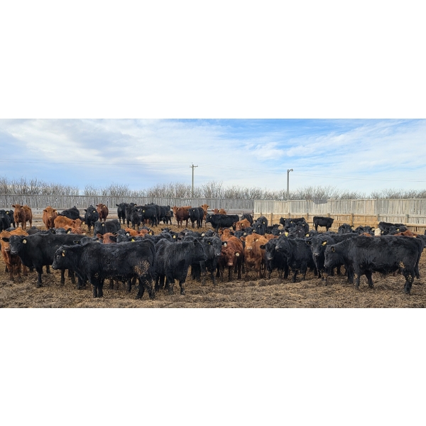 South Island Farms - 880# March Delivery Steers - 134 Head (Bow Island, AB)