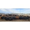 Image 1 : South Island Farms - 880# March Delivery Steers - 134 Head (Bow Island, AB)