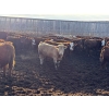 Image 2 : X Bar X Cattle Co. Ltd. - 870# April Delivery Steers - 72 Head (Lomond, AB)