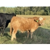 Image 5 : Jason & Jenna Packer - 830# October Delivery Steer Calves - 145 Head (Sundre, AB)