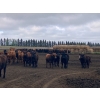 Image 4 : Ardell Forth - 1000# September Delivery Grass Steers - 62 Head (Wetaskiwin, AB)