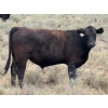 Image 5 : Rafter C Cattle Co. - 965# September Delivery Grass Steers - 62 Head (Lafleche, SK)