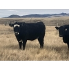 Image 3 : One Mile Ranch - 6 BBF Angus X Spring Calving Bred Heifers (Cowley, AB)
