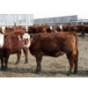 Image 5 : A&A Farms  - 25 RBF Replacement Heifers (Coaldale, AB)