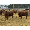 Image 4 : Todd Fraser - 1010# March/April Delivery Steers - 100 Head (Raymond, AB)